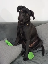 TPR Pet Dog Toy Toothbrush Chew Toy For Dogs Small Large Puppy Toys Sucker Toys Teething