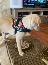 K9 Harnesses For Dogs Customizable Dog Name label Reflective Adjustable Dog Harness Vest