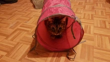Cat Tunnel Balls Tubes Kitten-Toys Crinkle Puppy-Ferrets Pet Rabbit Play Funny 2-Holes