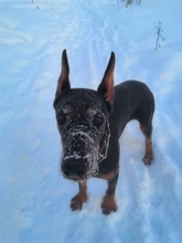 Electric-Collar Shock Training Ipets Vibrating Safe Rechargeable 618-1 with And Waterproof