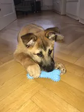 Dog-Toy Rubber-Ring Molar Thorn-Bone Training Teeth Dog-Bite-Resistant New 