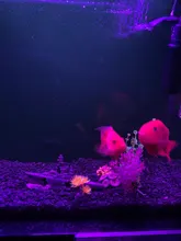 Luz RGB para acuario, lámpara de buceo con control remoto de 18-57cm, colorida, 90-260v, para plantas, pecera, uso con anfibios esenciales
