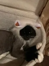 Disfraz de perro o gato Peluca de melena de León, gorro para gato, perro, ropa de Halloween y Navidad, vestido de lujo con orejas, ropa para mascotas