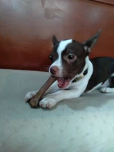 Pet-Accessories Dog-Toys Molar Oral-Deodorant Bones-Shape Tooth-Stick Cleaning Gum Bite