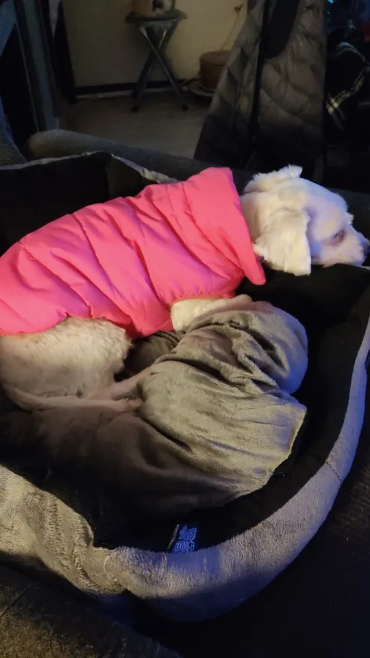 Winter Coat For Dogs photo review