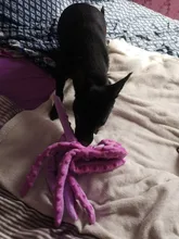 Juguete de peluche suave con 8 patas de pulpo para perros, juguete interactivo para jugar al aire libre, con sonido sonoro, juguete dental para masticar