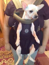 Backpack Carrier Cat-Accessories Front-Chest-Holder Chihuahua Puppy Large-Bags Pet-Dog