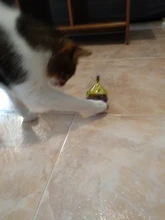 Bowl Feeder Food-Ball Tumbler Pets-Supplies Leakage Feeding-Toys Training Cat Exercise