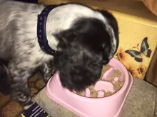 Triangle Dog Slow Eating Training Bowl for Puppy Kitten Plastic Food Feeding Bowl Pet