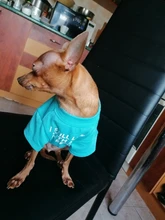 Letras de moda impreso Bulldog francés Camisa de algodón elástico ropa de perro mascota para Yorkshire Chihuahua verano bombero esposa camiseta bombero novia fuego emblema bombero Don bombero Cruz de traje