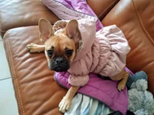 Hoodie Coat Outfit Warm-Dress Girl Dog Winter Princess New Floral 6-Sizes Bubble-Skirt