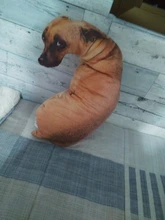 Cojín con estampado de perro 3D divertido, cojín creativo, muñeca de peluche regalo, decoración del hogar, cojín con estampado de perro para niños