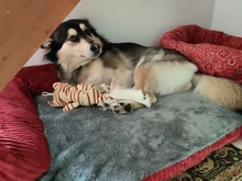 Big Dog Couch Sofa-Beds Kennel Cushion German Shepherd Large Puppy Pet-Cat-Dog Small