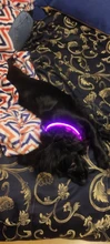 Night-Dog-Collars Glowing Flashing Rechargeable LED HILIFE Night-Safety Luminous