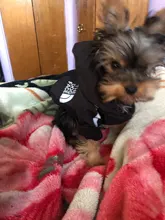 Jacket Clothing Puppy-Coat Dog-Face Dogs Reflective Waterproof Winter Apparel Small Medium