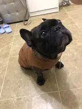 Jacket Vest Puppy-Clothing Pug-Coat Small Dogs Chihuahua Waterproof Winter Teddy Pet-Dog