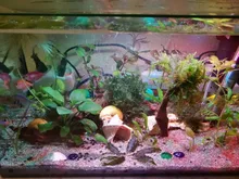 Aquarium Lighting Lamp Submersible-Light Fish-Tank Underwater 24-54CM