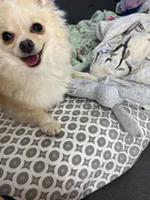 2019 nuevo mascotas perros divertidos forma Animal juguetes regalo conejo grande tocando la bocina para masticable para perros mordida Squeaker perro de juguete