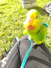 Leash-Set Training-Rope Parrot-Harness Cockatiel Birds Macaw Budgie Outdoor Flying And