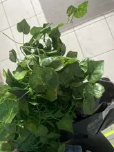 10 Style 1pc Artificial Decoration Vivid Vine Rattan Leaf Vagina Grass Plants Grape Leaves