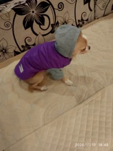 Hoodies Jacket Puppy French-Bulldog Small Dogs Waterproof Dog Chihuahua Winter Autumn