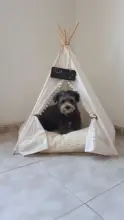 Pet Teepee Dog & Cat Bed White Canvas Dog Cute House-Portable Washable Dog Tents 