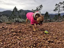 Pet-Dog-Clothes Clothing Coat Jacket Outfit Pets-Puppy-Costume French Bulldog Small Dogs