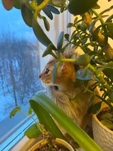 Disfraz de perro o gato Peluca de melena de León, gorro para gato, perro, ropa de Halloween y Navidad, vestido de lujo con orejas, ropa para mascotas