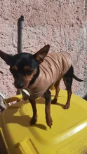Ropa de invierno cálida para perros, chaleco reflectante para cachorros, chaqueta polar cómoda para mascotas, abrigo para perros pequeños, medianos y grandes, 2020