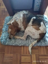 Pet-Mattress Cushion Dog-Bed Orthopedic-Foam Dogs Dog-Mats/removable-Cover Small Large