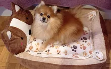 pawstrip Cute Pet Winter Dog Bed Sofa Soft Warm Cat Bed House Cartoon Small Dog Bed Cushion