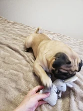 2019 New Pet Squeaky Funny Dogs Animal Shape Toys Gift Set Large Rabbit Honking for Dogs