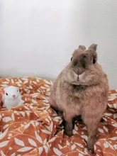 Manta de muselina para bebé, manta de gasa de algodón para recién nacido, pañal de muselina, 120x110cm