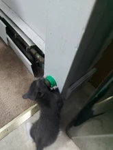 Natural Catnip Toys For Cats Crazy Healthy Cat Toys For Kitten Edible Treating Cleaning