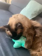 Toy Plush-Toy Pet-Supplies Cloud-Shaped Funny Cartoon Star for Dogs