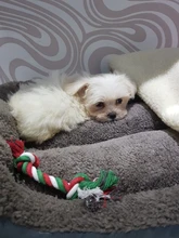 Cama de algodón para perros y gatos de diferentes tamaños, nido de lana suave, impermeable para mascotas domésticas, de 8 colores cálidos y acogedores, de tamaños (S-3XL), de otoño e invierno