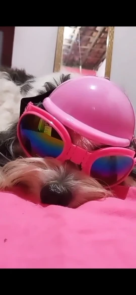 DogMEGA Dog Helmet and Goggles Kit photo review