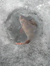 LUCKY-Cámara de inspección y pesca subacuática portátil, videocámara de visión nocturna de 4,3 pulgadas, impermeable IP68, Cable de 20M para hielo/Mar