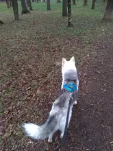 Arnés ajustable para perros medianos y grandes, chaleco reflectante de entrenamiento para caminar, sin tirones, para mascotas