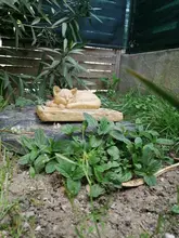 Regalos para alcantarillas recuerdo de gato piedras con un 3-D gato durmiendo en la parte superior de impresión de la pata piedra Memorial para mascotas tumba marcadores jardín de piedras