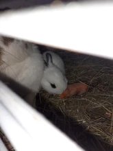 Cage Water-Drinking-Feeder Hamster Hanging-Bottle Pig-Squirrel Pet Guinea Rabbit Small