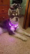 PanDaDa-Collar Led luminoso para perro, con Usb, para noche, recargable, intermitente de seguridad, brillante