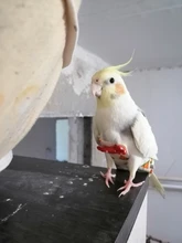 Pañal de loro con pajarita, bonitos y coloridos frutos, palomas Cockatiel florales, mascota mediana grande pequeña, traje de vuelo