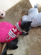 Pet Cat Reindeer Sweater Winter Warm Cat Clothes for Cats Kedi Outfit katten Clothing