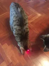 Láser LED de punto rojo de 5MW para gatos, juguete para gatos, 530Nm, 405Nm, 650Nm, puntero láser interactivo