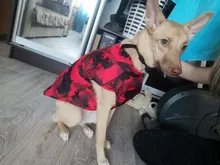 Vest Coat Jacket Pet-Dog-Clothes French-Bulldog-Pet Dogs Small Waterproof Large Winter