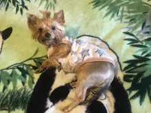 Clothing Jacket Dog Coat Puppy Pets Dogs Fleece Rabbit Small York Medium Soft New 