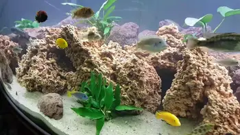 

Sphagetti rocks 15-20 cm nearly 600-700gr 1 pcs very decorative natural rock for aquarium and terrarium