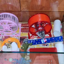 Toy Hamster Sport-Ball Gerbil Rat Pet-Rodent Rat-Exercise Small Plastic Mice Grounder