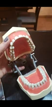 Modelo de enseñanza Dental de Modelo Dental, modelo estándar con mordedores de 32 tornillos, goma dura suave, 28 y 24 dientes